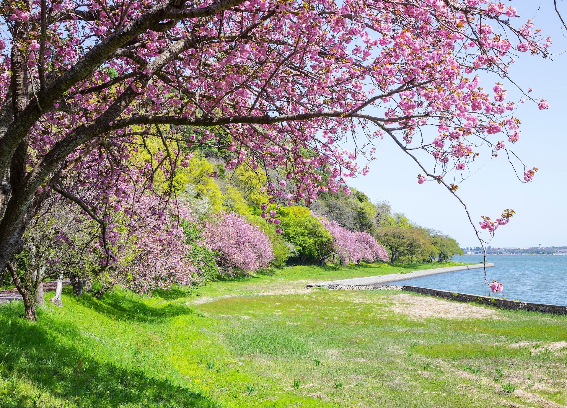 spring park scenery cherry blossoms blooming tottori prefecture japan asia