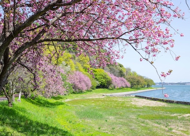 spring park scenery cherry blossoms blooming tottori prefecture japan asia