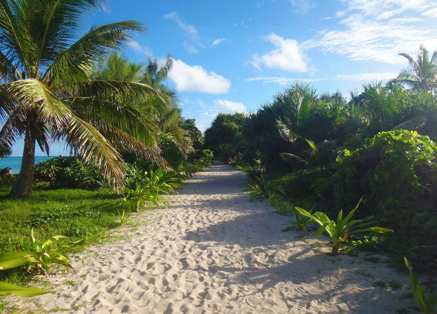 A sandy trail winds through bright green palms. - Mystery Island, Vanuatu