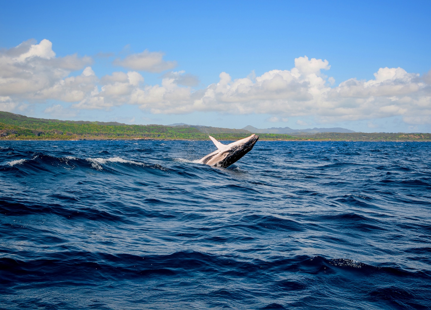 A humpback whale rises near the surface, its massive body framed by clear Samaná waters. - Samaná, Dominican Republic