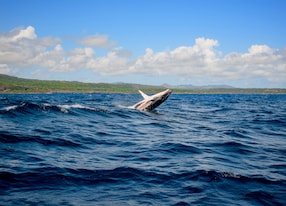 humpback whale samana dominican republic caribbean