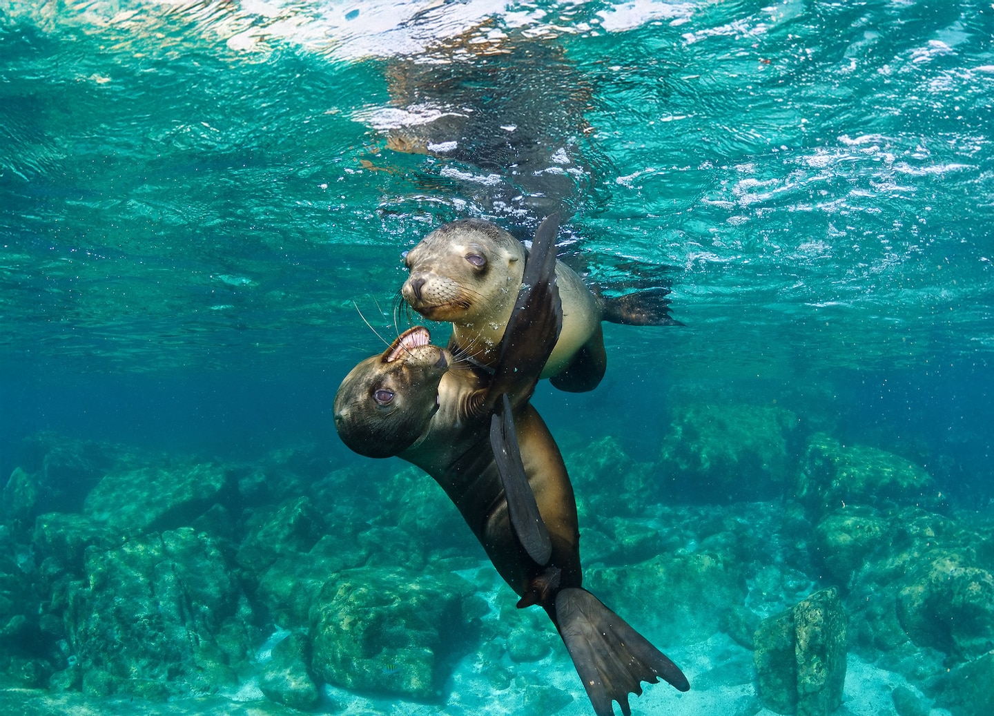 Playful sea lions at Espíritu Santo Island. - La Paz, Mexico