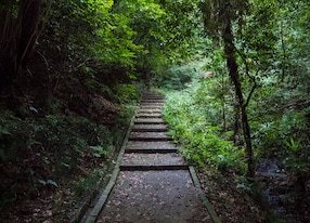 mystical fern gully ocho rios jamaica caribbean