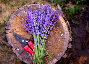 cut lavender