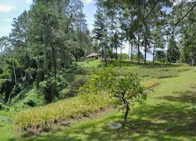 plantation montego bay jamaica caribbean