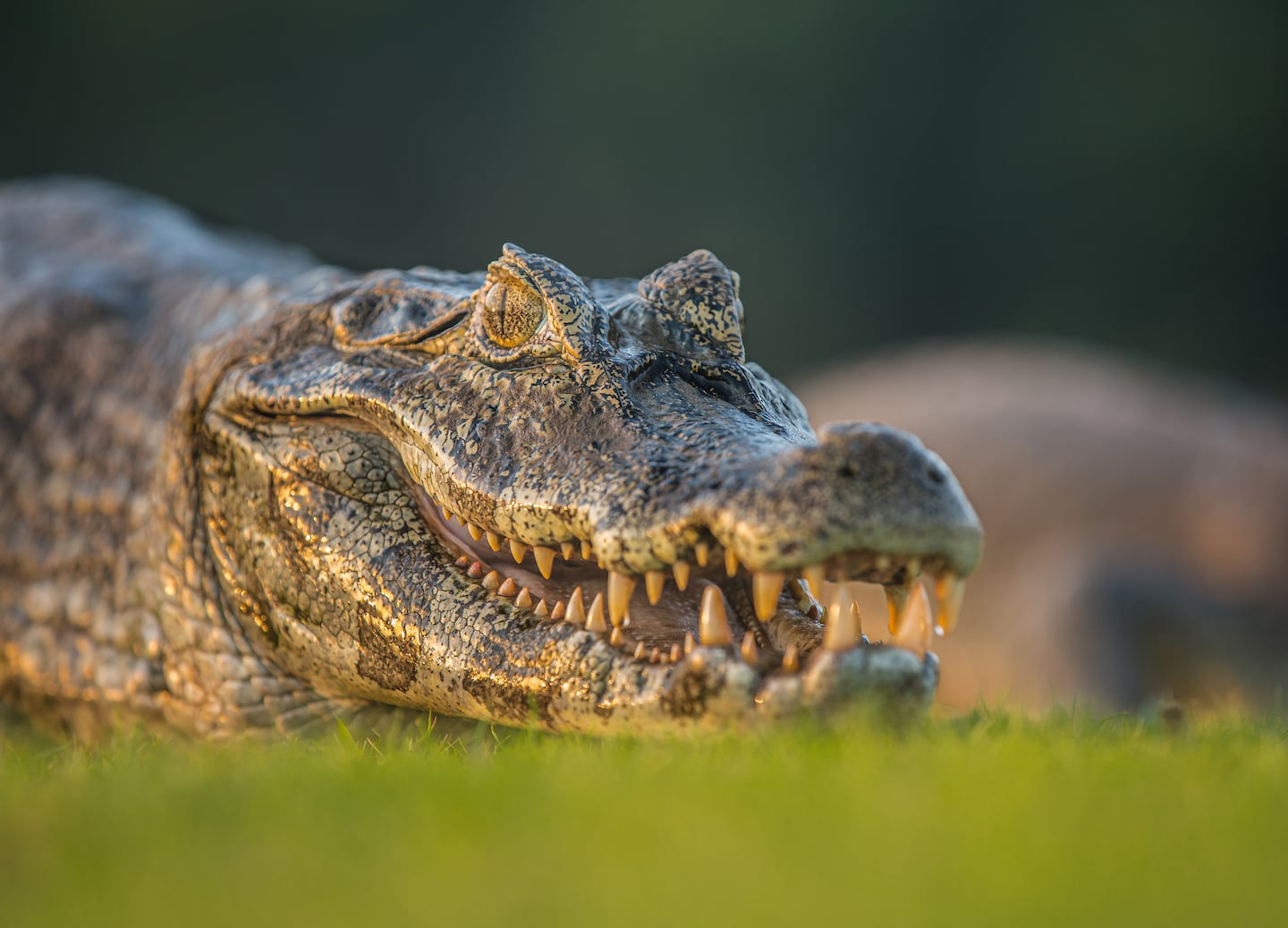 Spot crocodiles and wildlife on tidal rivers, wetlands, and freshwater excursions near Airlie Beach. - Airlie Beach, Qld, Australia