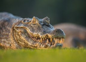 wild caiman yacare relaxing out of water