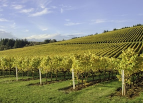 willamette valley vineyards oregon