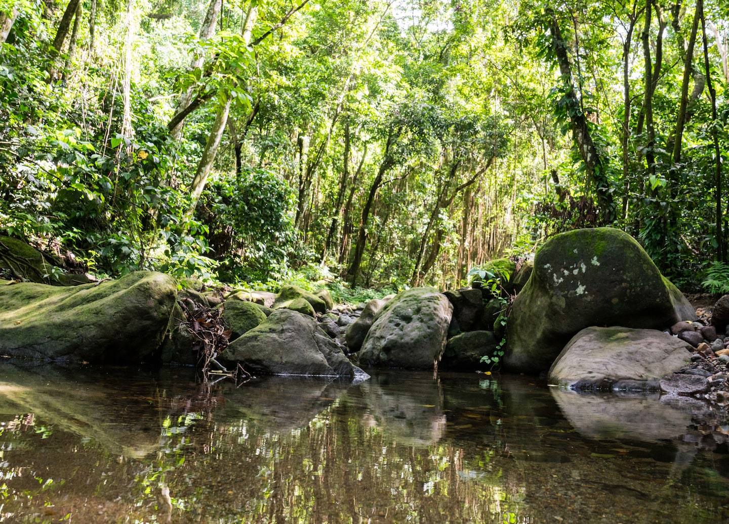 Explore St. Kitts’ rainforest trails, ruins, and vibrant tropical biodiversity adventure. - Basseterre, St Kitts & Nevis