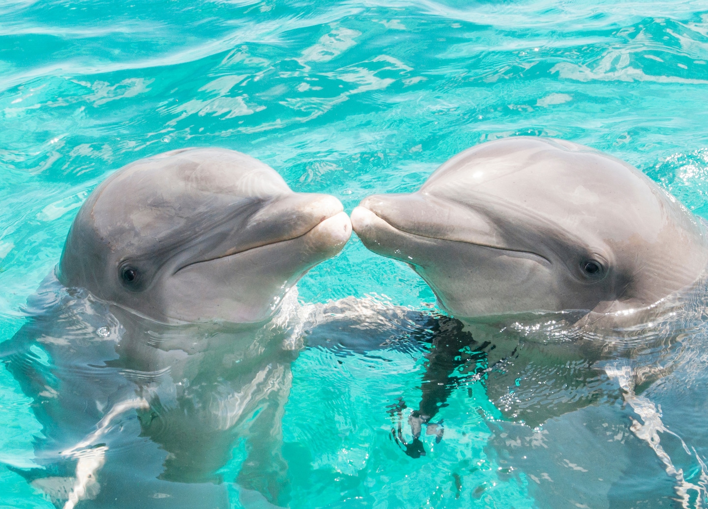 Two dolphins gently touch noses above clear blue water. - Basseterre, St Kitts & Nevis