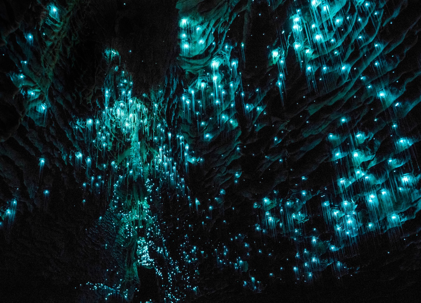 Explore Puketi Forest’s ancient kauri trees and the Kawiti Caves’ glittering glow worms. - Bay Of Islands, New Zealand