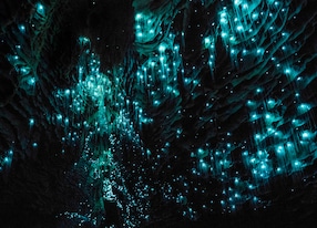 waitomo glowworm caves waikato new zealand