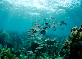 scenics from the coral reefs of the mesoamerican barrier mayan riviera mexican caribbean