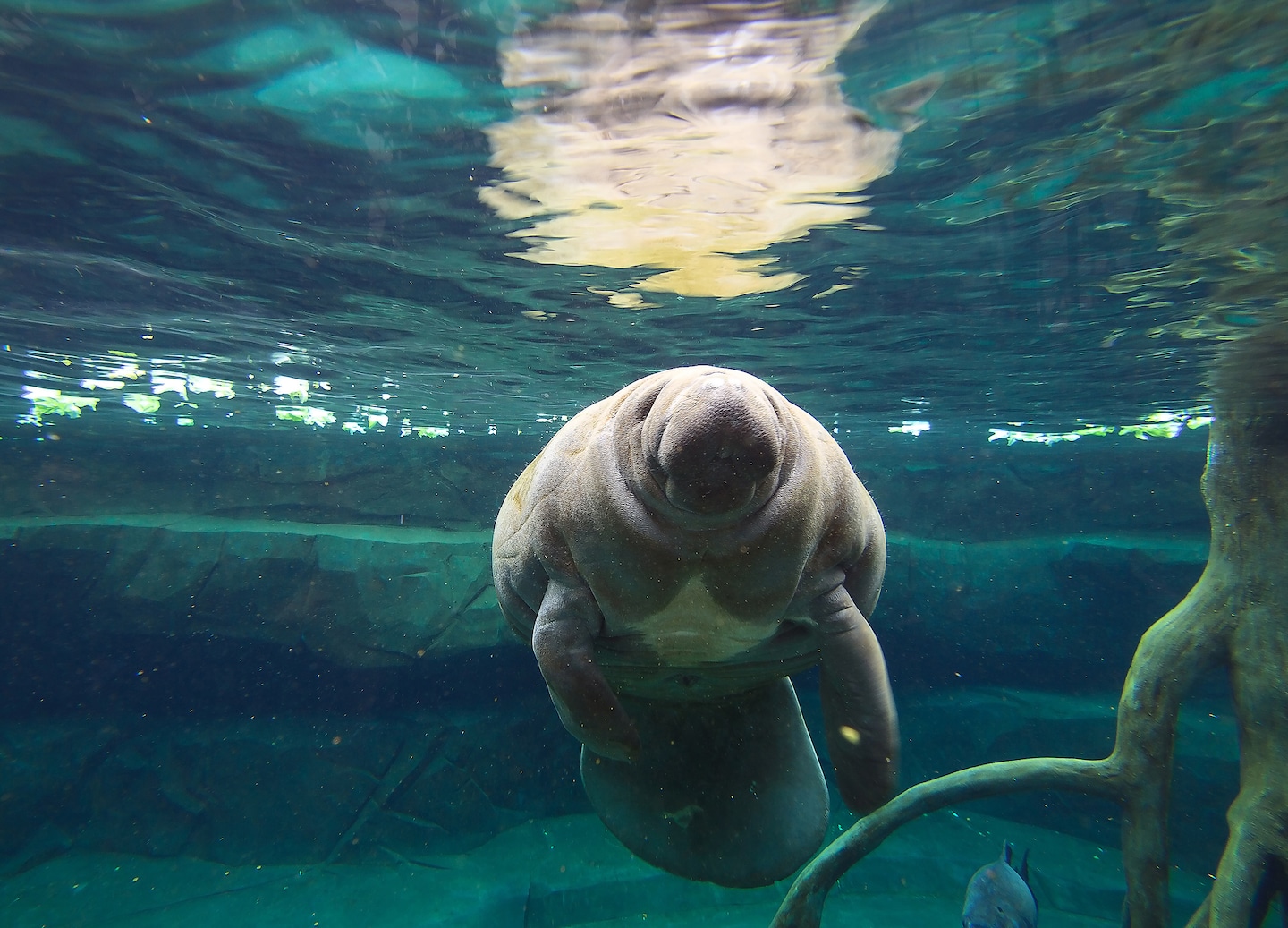 Family cruise the Belize River spotting manatees, dolphins, and wildlife. - Belize City, Belize