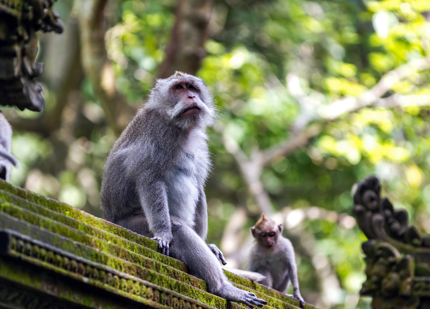 Enjoy free time in Ubud, exploring its art, shops, cafes, and charm. - Benoa, Bali, Indonesia