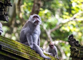 two monkeys at sacred monkey forest ubud bali indonesia