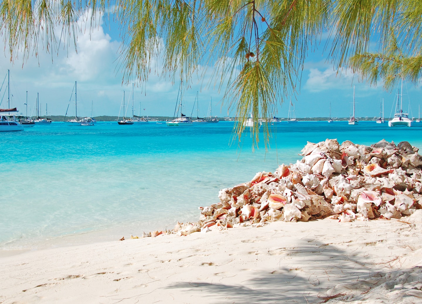 Discover Bimini’s nature and culture on an immersive Eco Conch Tour experience. - Bimini, Bahamas