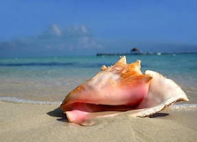 conch shell sand beach