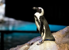 penguin aquarium new england