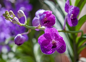 orchid flower orchids garden close up