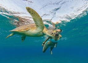 snorkeling woman hawksbill turtle underwater photography