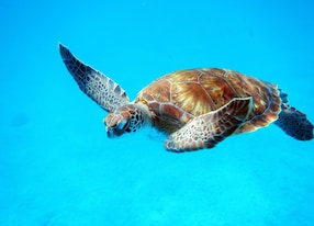 sea turtle barbados