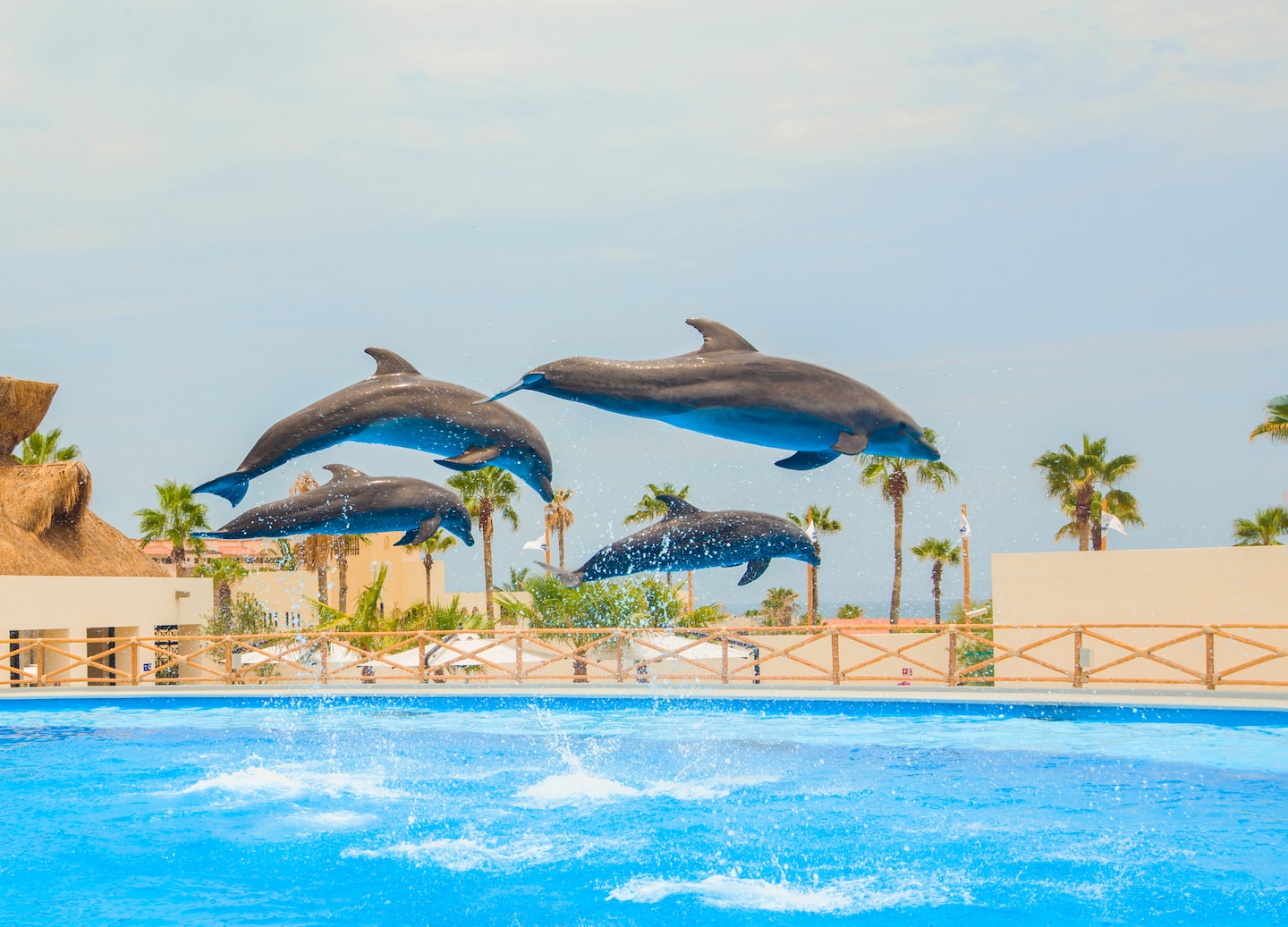 Experience unforgettable dolphin encounters in Cabo that inspire connection, learning, and pure ocean magic. - Cabo San Lucas, Mexico