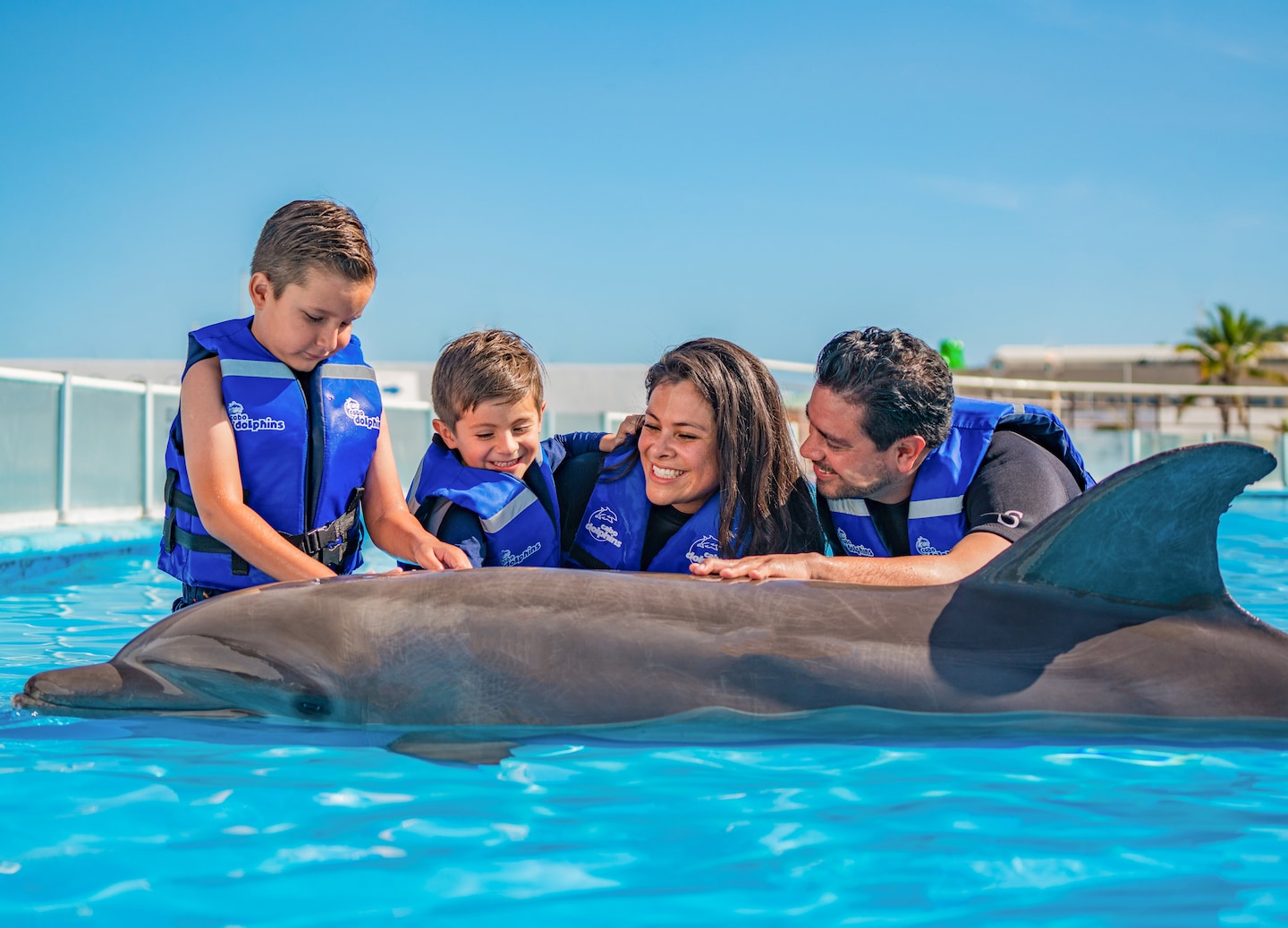 Choose from swim adventures, shallow encounters, or wild tours for unforgettable dolphin experiences in Cabo. - Cabo San Lucas, Mexico