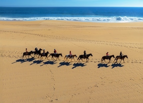 Sunset Desert Horseback Ride and Taco Fest Aerial Beach Horses