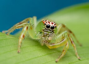 Size Does Not Matter Creatures Of The Tropics Spider