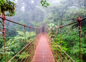 bridge in rainforest costa rica monteverde
