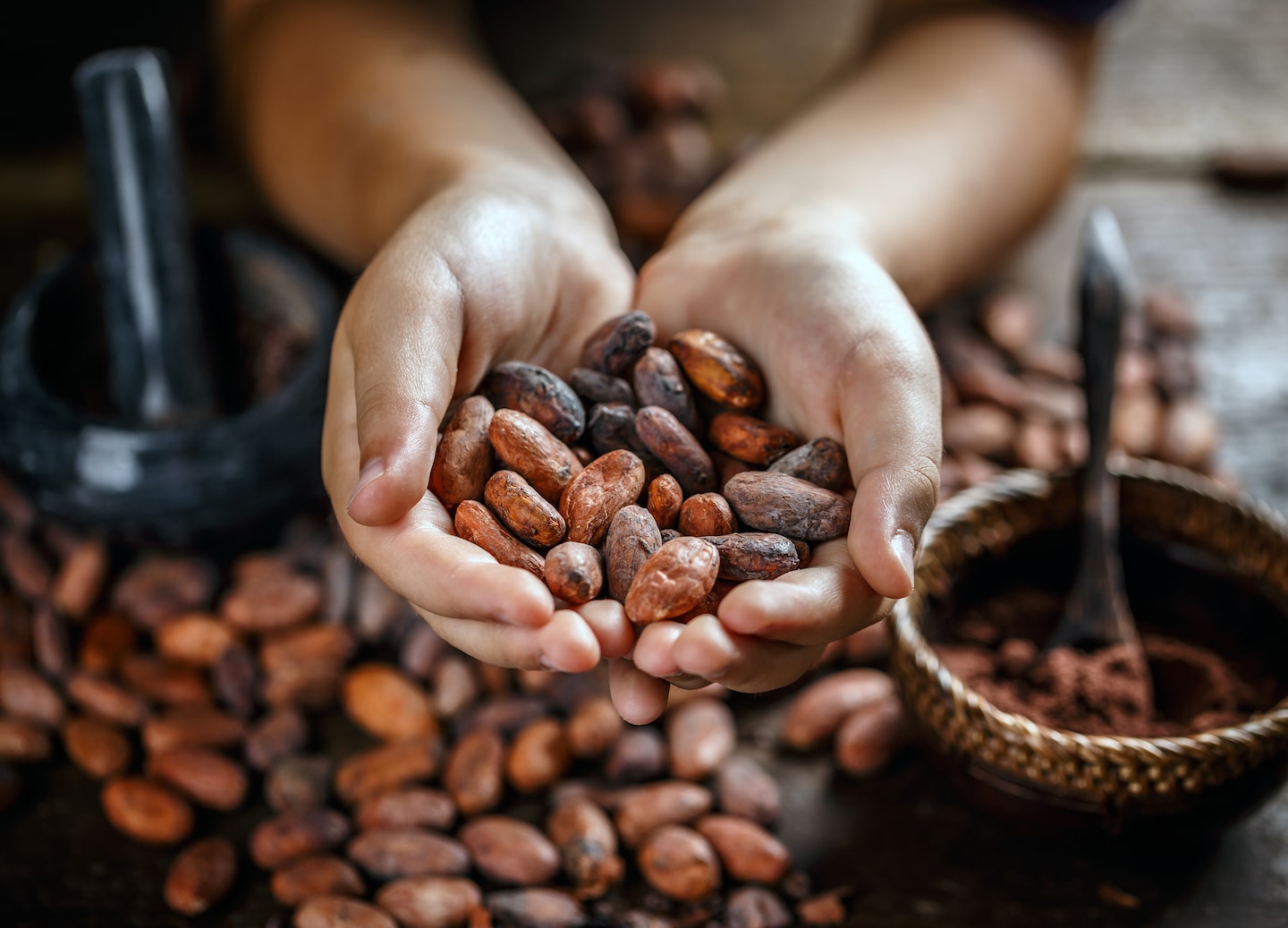 Hands hold freshly roasted cocoa beans, showing their rich texture and natural aroma up close. - Puerto Limon, Costa Rica 