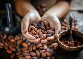 hand holding aromatic cocoa beans closeup