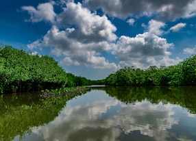 mangrove swamp of cartagena de indias colombia