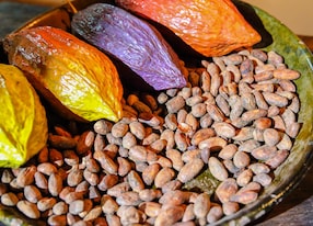 cacao seeds on a plate prior to processing for chocolate