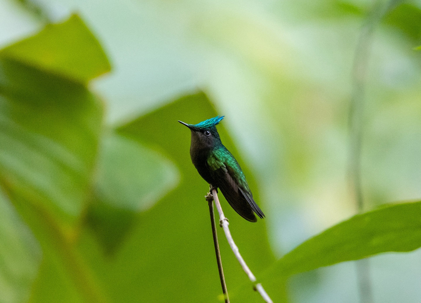 Colorful green and black bird rests on a branch. - Philipsburg, St. Maarten