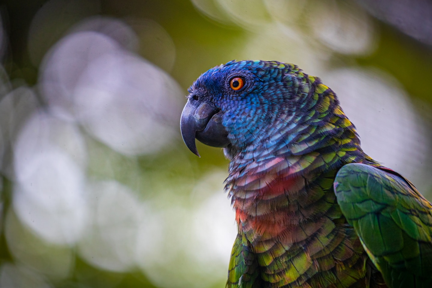A vibrant parrot perches on a branch, its bright feathers standing out against lush rainforest greenery. - Castries, St. Lucia 
