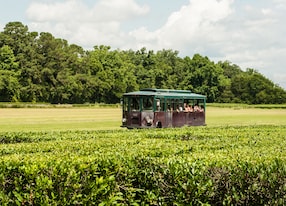 chs charleston south carolina trolley tour tea plantation farm