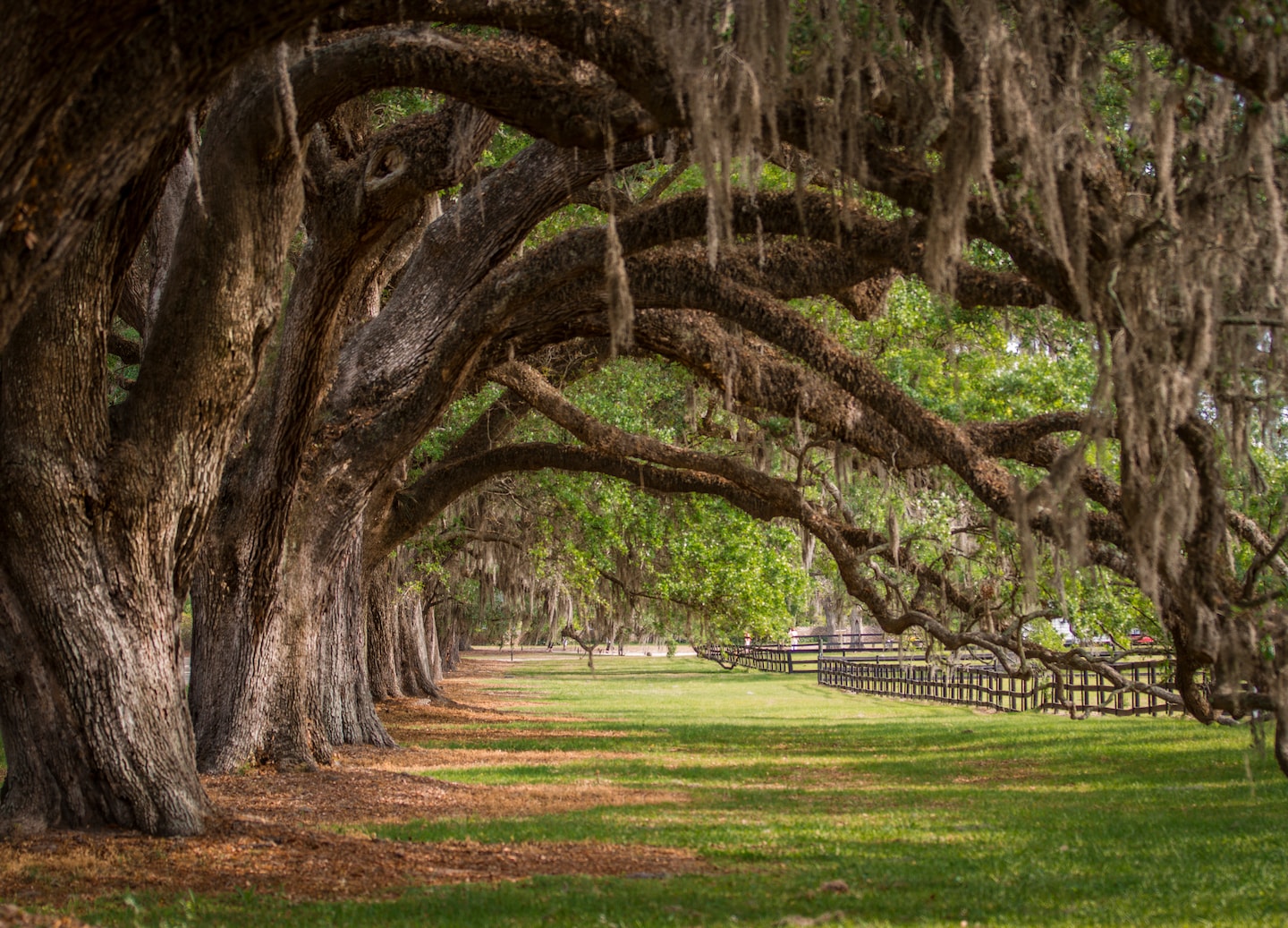 Moss-draped oak trees arch over Boone Hall Plantation driveway. - Charleston, South Carolina