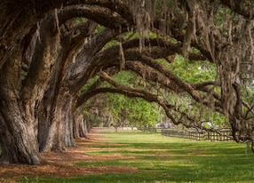 boone hall plantation trees overhang charleston sc south carolina