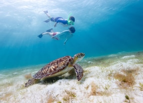 Beach Escape and Snorkeling with Sea Turtles kids snorkeling turtle