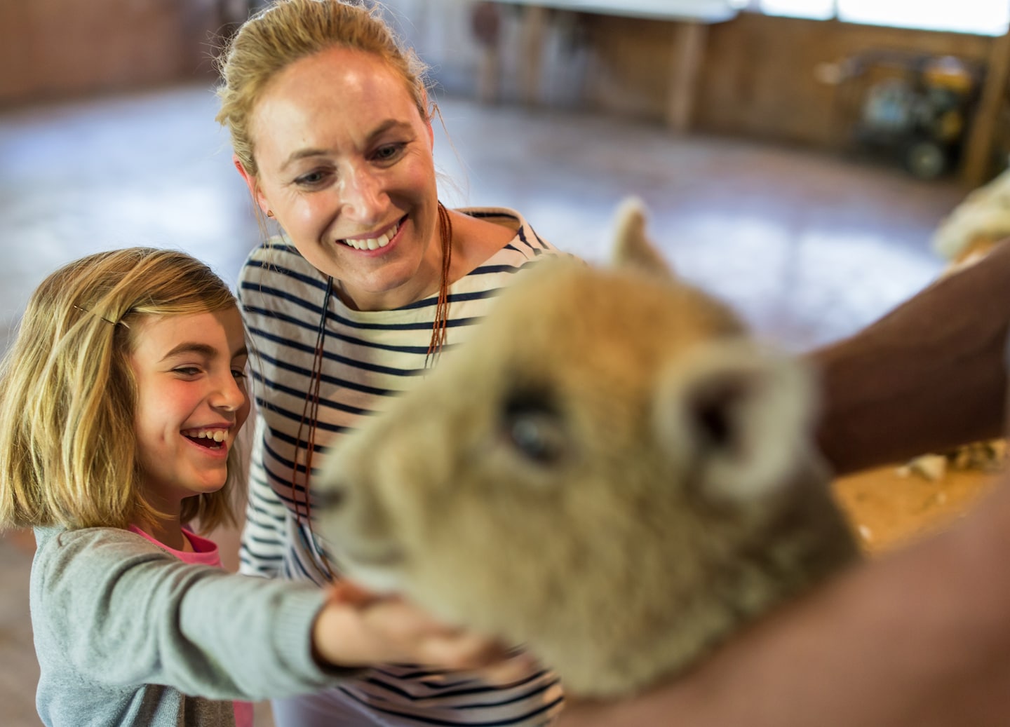 Visit a Banks Peninsula sheep farm to see shearing, dog work, and enjoy homemade treats. - Christchurch, New Zealand