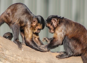 two capuchin monkeys hold hands at willowbank wildlife reserve in christchurch new zealand