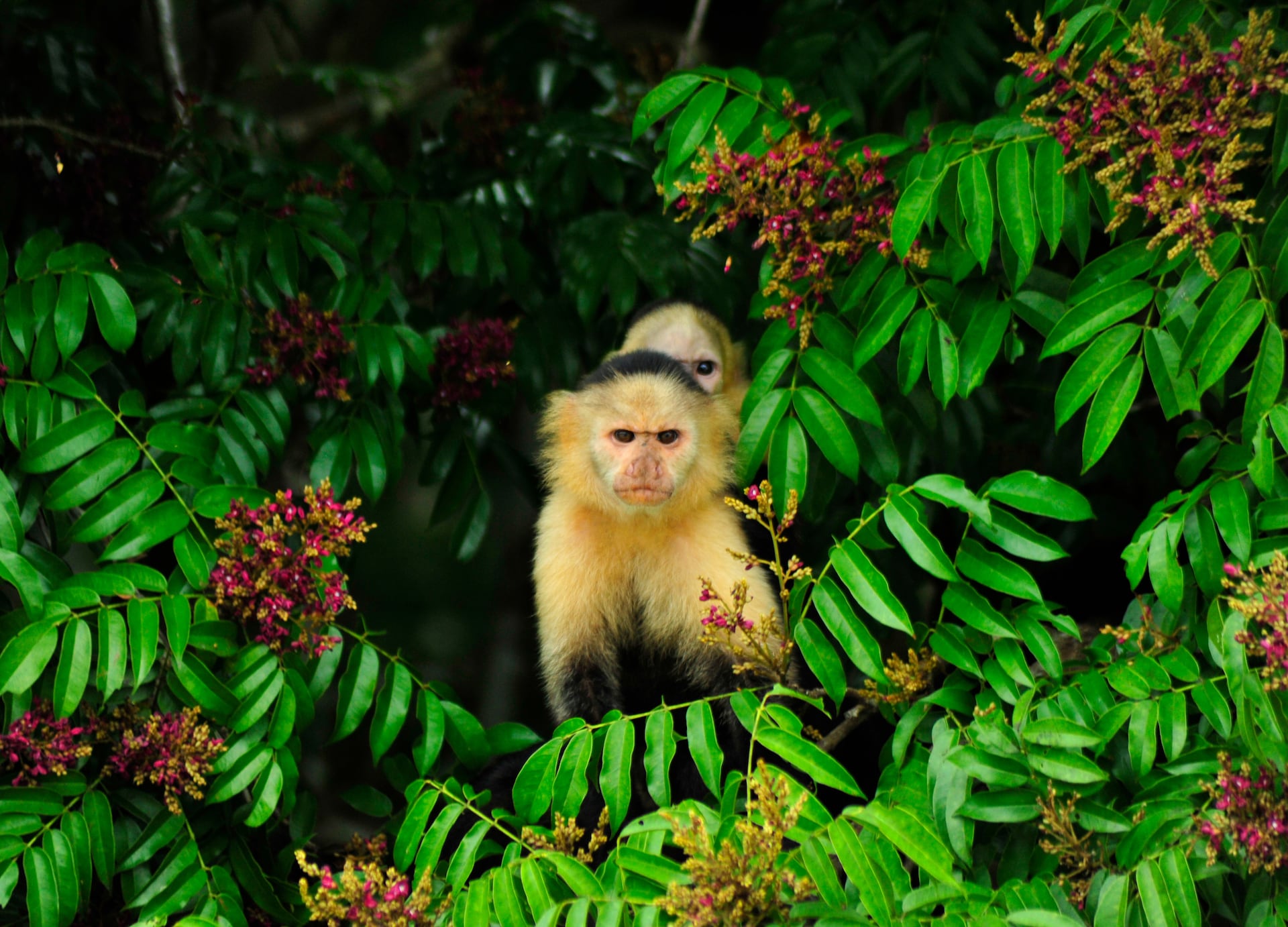 monkeys jungle trees