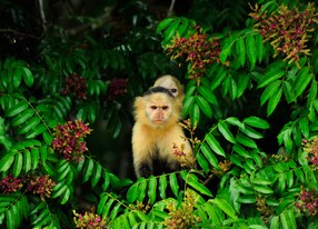 monkeys jungle trees