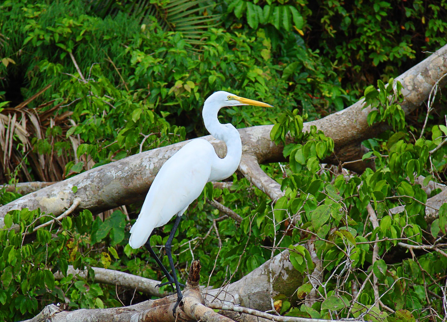 Sail Gatun Lake to spot monkeys and wildlife while learning Panama’s rich ecological and cultural story. - Colón, Panama