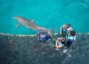 dolphin beyond connection and swim with all inclusive vip experience insight