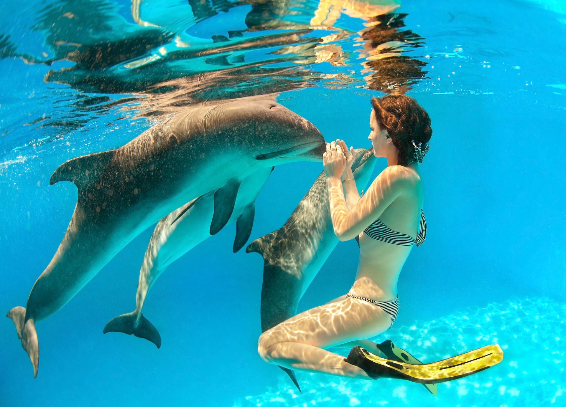 girl touches dolphins nose under water