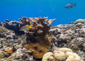 amazing colorful coral corals and fish swimming around