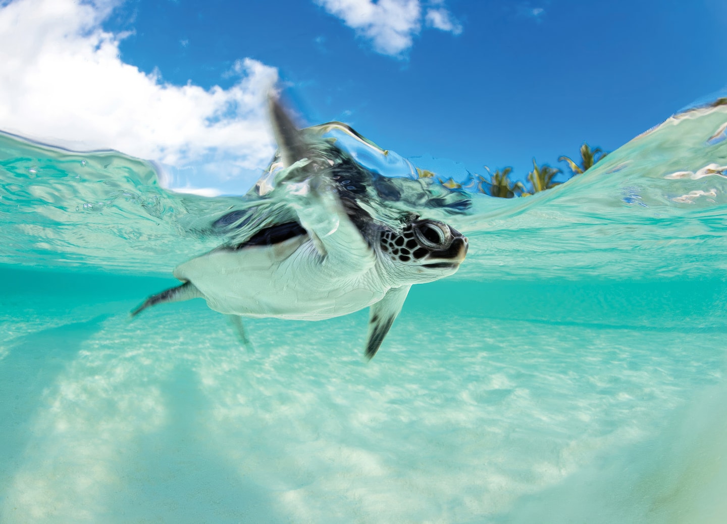 Sea turtle swims through crystal blue waters. - Cozumel, Mexico